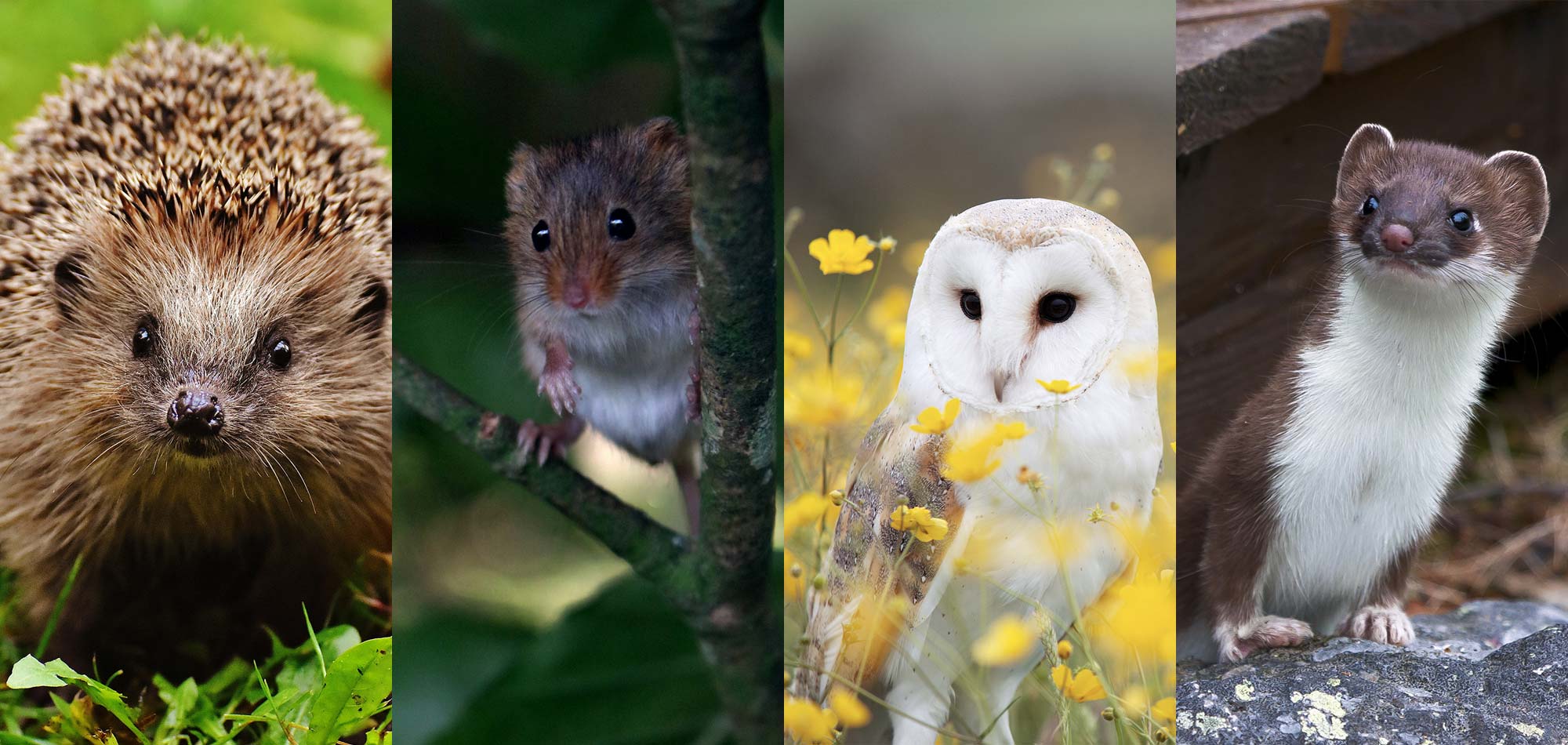 Traditional pest control can be very damaging for our wildlife
