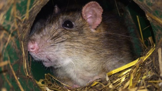 Rats in grain stores