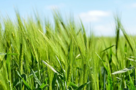 Moisture increase in grain