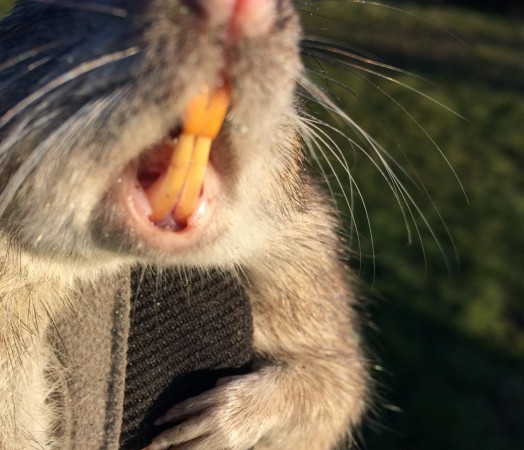 rat gnaw farm machinery infestation kill farm rats