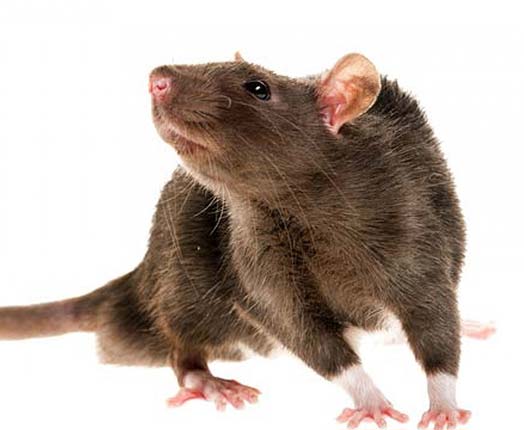 Do you have a rat problem?