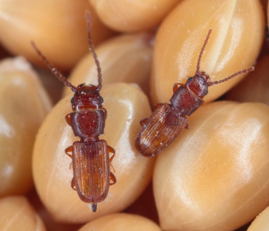  insects in stored grain bugs wheat barley fumigation oats