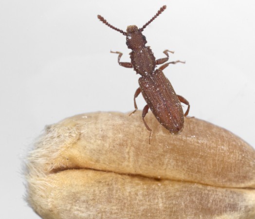insects in stored grain bugs wheat barley fumigation oats