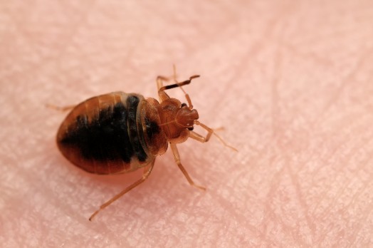 fumigation for bedbug on plane