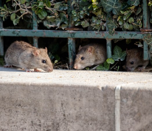 Control rats the envrinmentally friendly way. Here is a 10 part course on the minimum standards for eco-friendly pest control