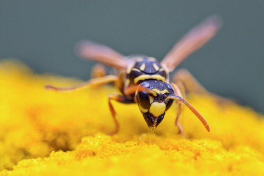 This is actually a Gallic Field Wasp doing some pollination