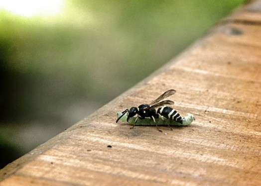 Wasps do kill caterpillars